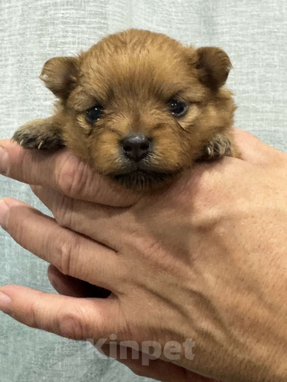 Собаки в других городах Алтайского края: Мальчик Чарли Мальчик, 35 000 руб. - фото 1