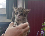 Кошки в Красноярске: Котята Девочка, Бесплатно - фото 1