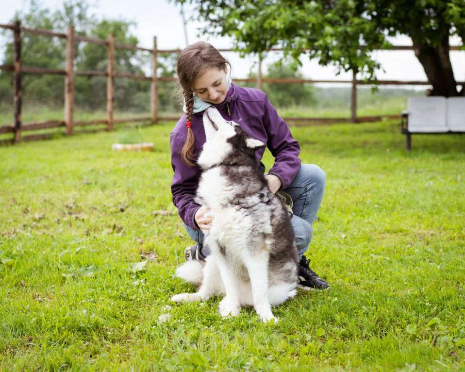 Собаки в Москве: Хаски в добрые руки Девочка, Бесплатно - фото 10