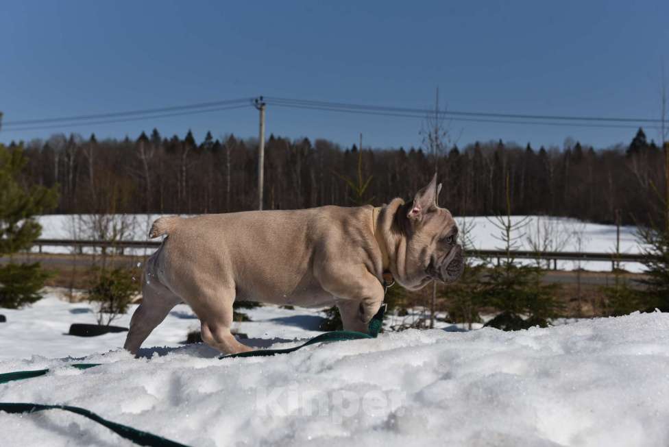 Собаки в Москве: Мальчик палевоголубой Мальчик, 35 000 руб. - фото 6