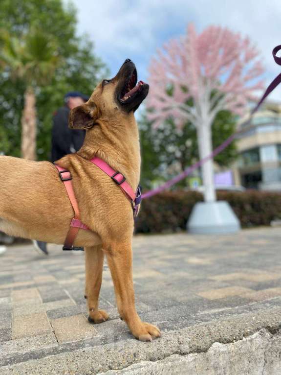 Собаки в других городах Краснодарского края: Метис левретки стерилизована чипирована в дар с доставкой Девочка, Бесплатно - фото 6