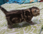 Кошки в Самаре: Котята ищут новый дом Мальчик, Бесплатно - фото 1