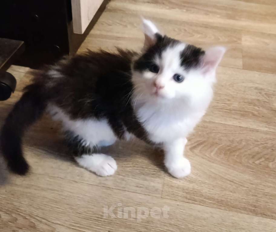 Кошки в других городах Новосибирской области: Котёнок Мейн-кун  Мальчик, 18 000 руб. - фото 1