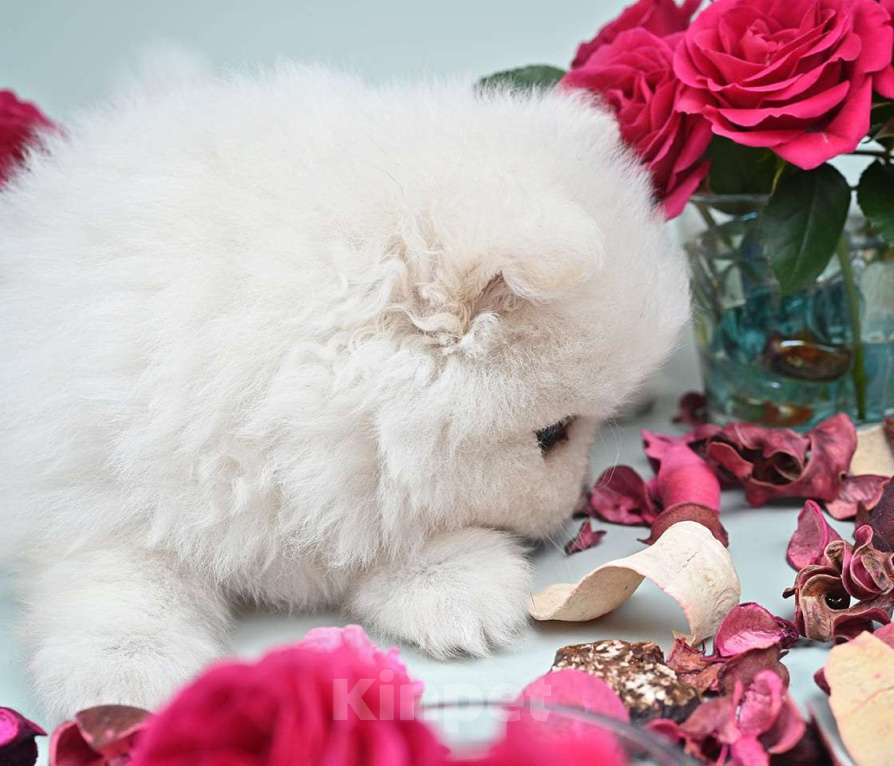 Собаки в Нижнем Новгороде: Щенок шпица Мальчик, 40 000 руб. - фото 3