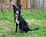 Собаки в Подольске: Очаровательный щенок-подросток Мила ждёт своего человека! Девочка, Бесплатно - фото 2