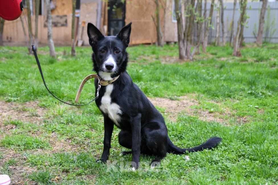 Собаки в Подольске: Очаровательный щенок-подросток Мила ждёт своего человека! Девочка, Бесплатно - фото 2