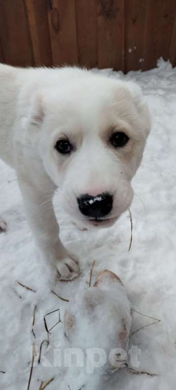 Собаки в Перми: Щенки САО  Мальчик, Бесплатно - фото 4