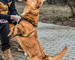 Собаки в Санкт-Петербурге: Красивый маленький воспитанный пёсик Мальчик, Бесплатно - фото 7