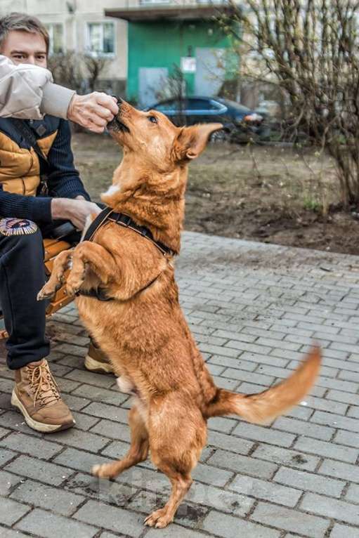 Собаки в Санкт-Петербурге: Красивый маленький воспитанный пёсик Мальчик, Бесплатно - фото 7