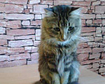 Кошки в Петропавловске-Камчатском: Кот нуждается в надежных руках. Мальчик, Бесплатно - фото 1