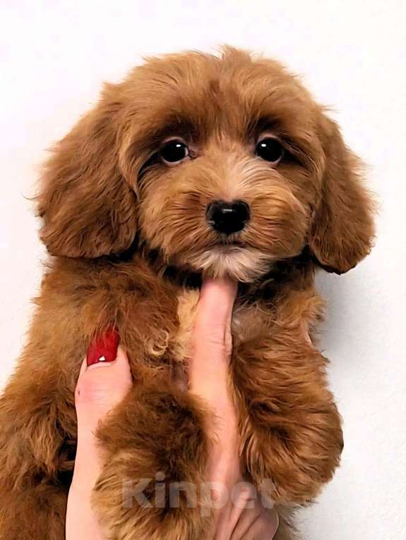 Собаки в Новосибирске: Щенки пуделя, мальтипу Разнополые, Бесплатно - фото 8