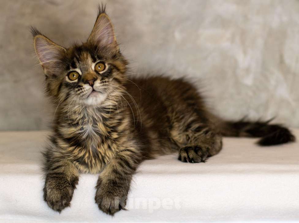 Кошки в Красноярске: Котенок Мейн Кун Девочка, 50 000 руб. - фото 3