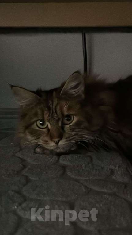 Кошки в других городах Московской области: Кошечки и коты Девочка, Бесплатно - фото 6