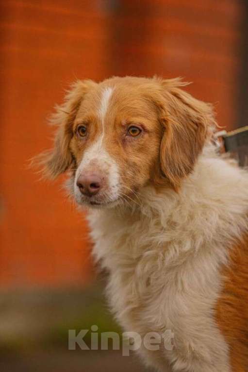 Собаки в Москве: Рыжий бордер-колли Ганс в добрые руки Мальчик, 1 руб. - фото 2