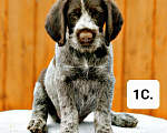 Собаки в Краснодаре: Дратхаар щенок сука 1 Девочка, 45 000 руб. - фото 3