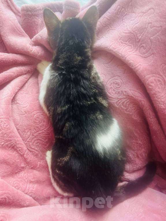 Кошки в Москве: Милый и ласковый котенок ищет любви Мальчик, Бесплатно - фото 4