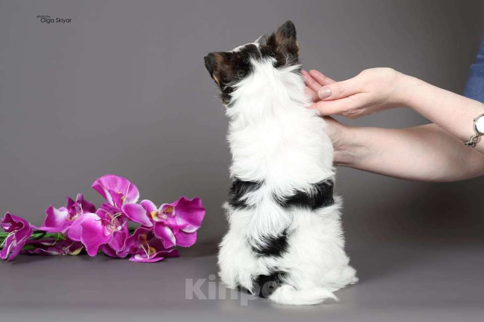 Собаки в Екатеринбурге: Бивер йорк остался 1 мальчик Мальчик, 70 000 руб. - фото 6