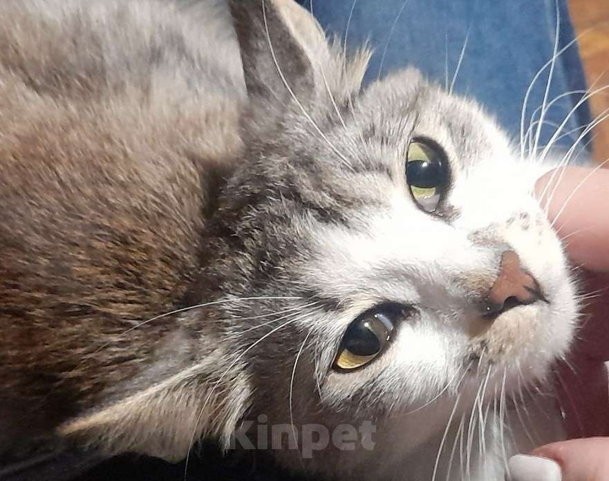 Кошки в Москве: Красивый котик Маркиз Мальчик, Бесплатно - фото 2