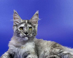 Кошки в Москве: Котенок мейн кун Девочка, Бесплатно - фото 4
