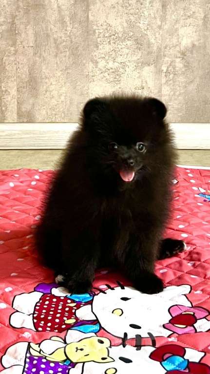 Собаки в Туле: Померанский шпиц девочка Девочка, 22 000 руб. - фото 3