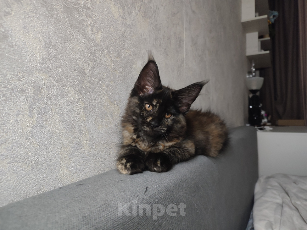 Кошки в Москве: Котёнок, Мейн кун Гера Девочка, Бесплатно - фото 2