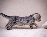 Кошки в Москве: бенгальский котенок серебро Мальчик, 60 000 руб. - фото 4