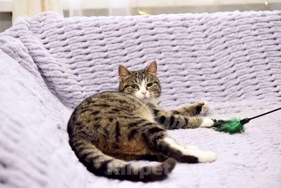 Кошки в Москве: Искра ищет дом! Девочка, Бесплатно - фото 4