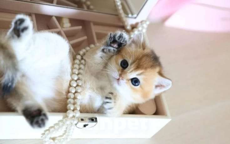 Кошки в Москве: Британские котята Девочка, 35 000 руб. - фото 3