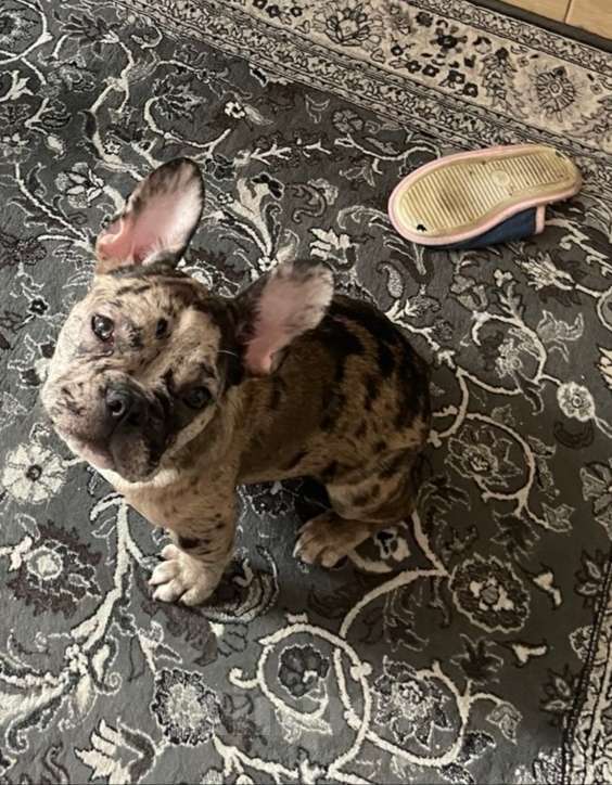 Собаки в Москве: Мальчик французский бульдог Мальчик, 38 000 руб. - фото 3