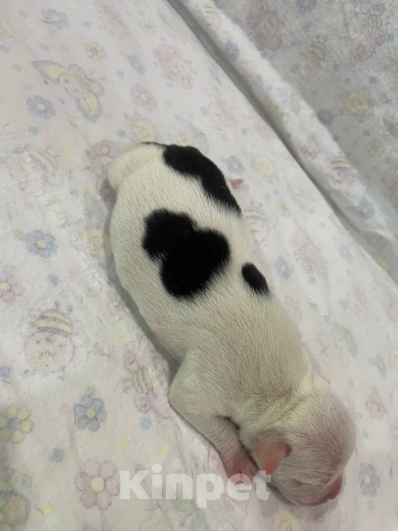 Собаки в Мурманске: Щенки стаффа, РКФ Девочка, Бесплатно - фото 7