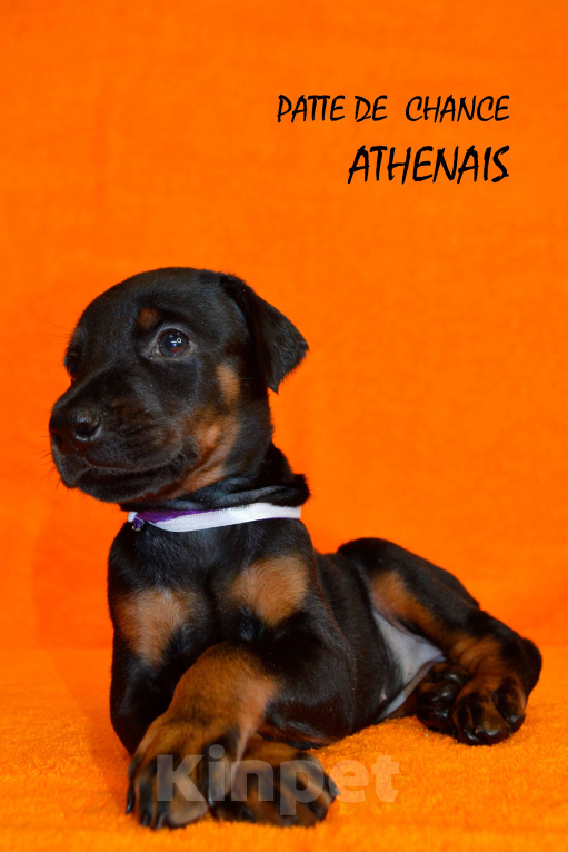 Собаки в Санкт-Петербурге: Щенок добермана Атенаис Девочка, 130 000 руб. - фото 2