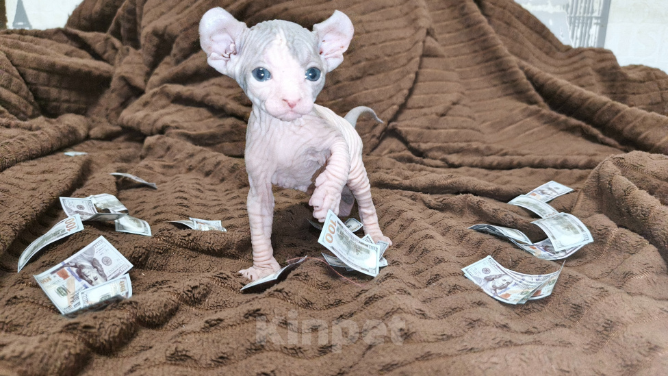 Кошки в Новошахтинске: Котята Эльф Мальчик, 15 000 руб. - фото 1