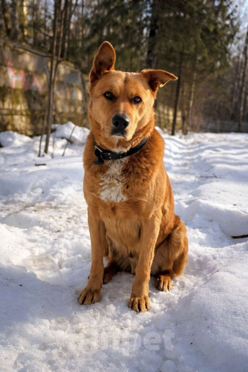 Собаки в Пушкино: Рыжий ищет дом Мальчик, Бесплатно - фото 7