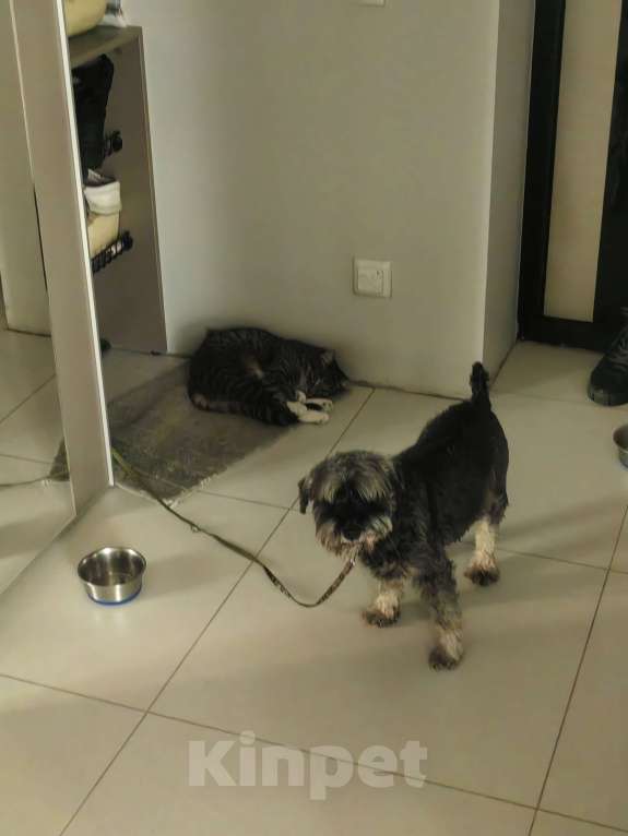 Собаки в Иркутске: Потерялась собака Девочка, 500 руб. - фото 3