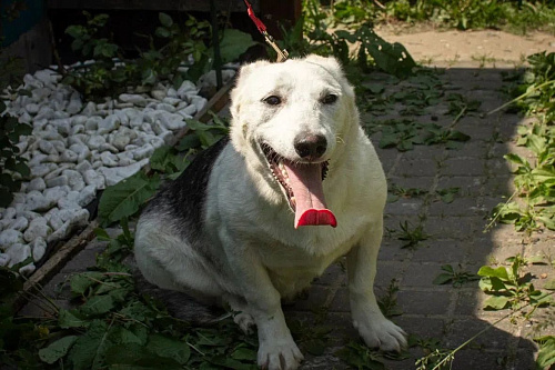 Помесь корги или хаски