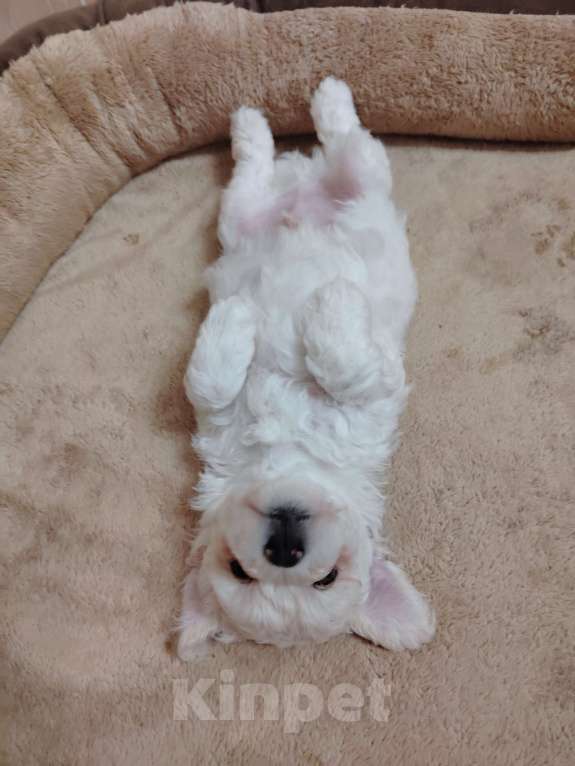 Собаки в Казани: Чудесные бишон-фризе Мальчик, 100 000 руб. - фото 3