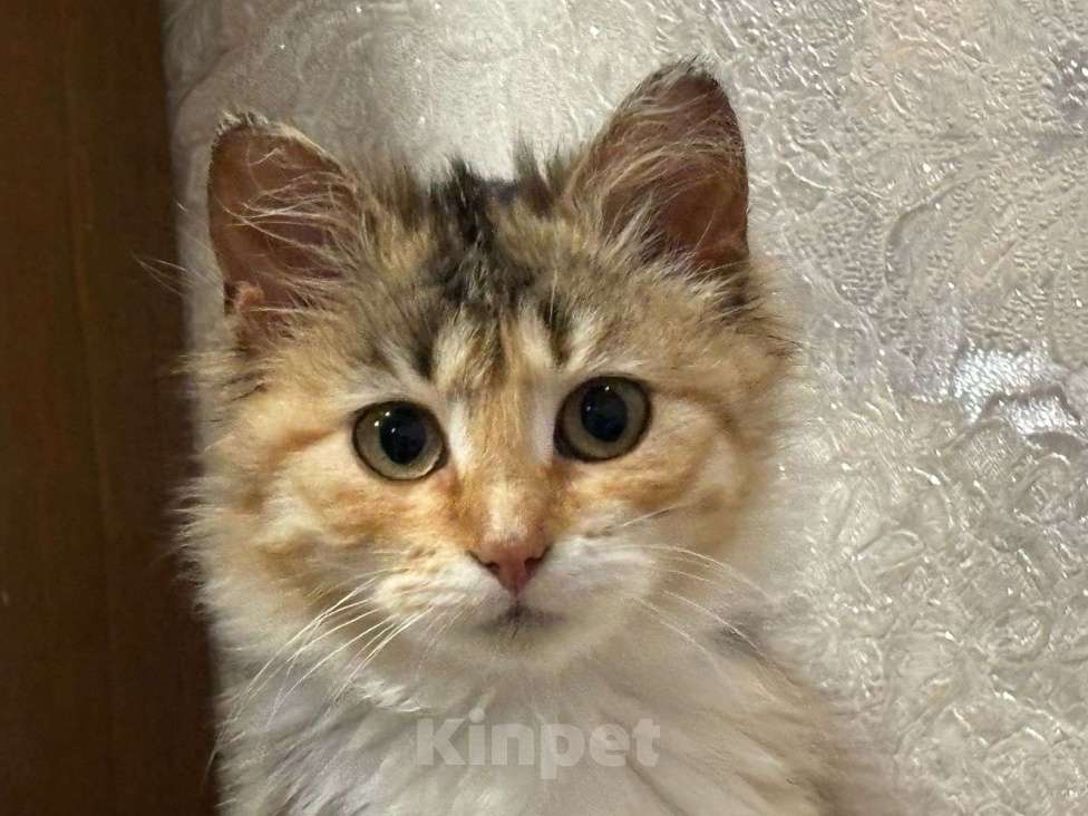 Кошки в Москве: Маленькая Роза. Котенок в добрые руки. Девочка, Бесплатно - фото 3