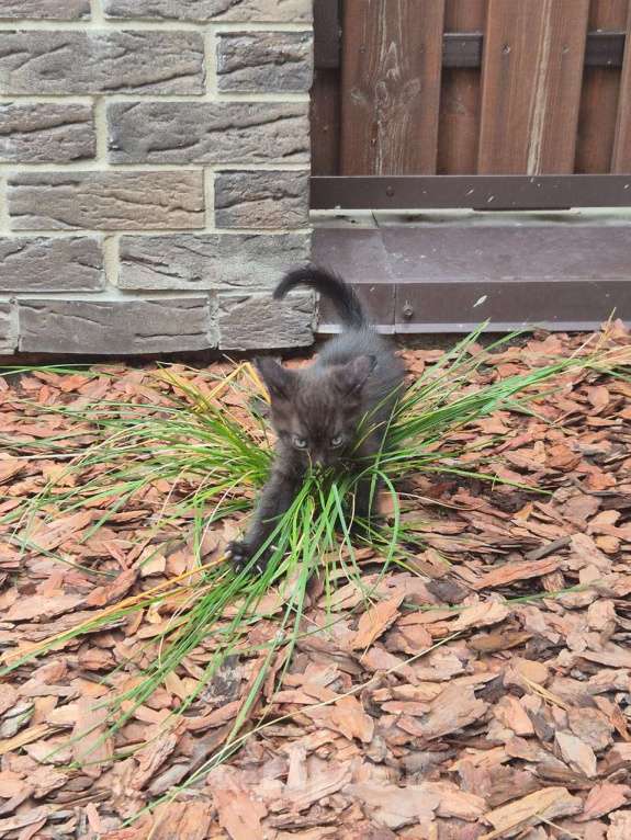 Кошки в Йошкаре-Оле: Ласковая кошечка в добрые руки Девочка, Бесплатно - фото 3