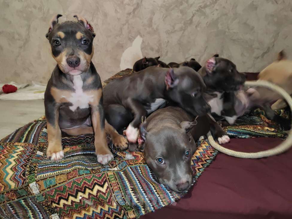 Собаки в Мурином: Девочка Дея ищет семью Девочка, 100 000 руб. - фото 7