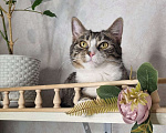 Кошки в Санкт-Петербурге: Кошечка юная коренная петербурженка в добрые руки Девочка, Бесплатно - фото 2