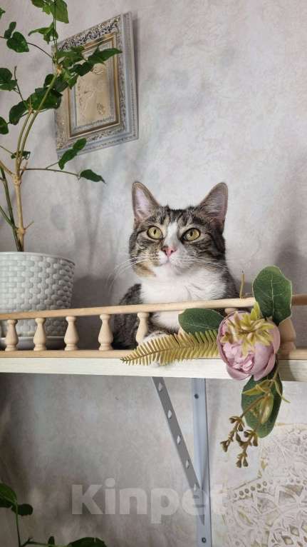 Кошки в Санкт-Петербурге: Кошечка юная коренная петербурженка в добрые руки Девочка, Бесплатно - фото 2