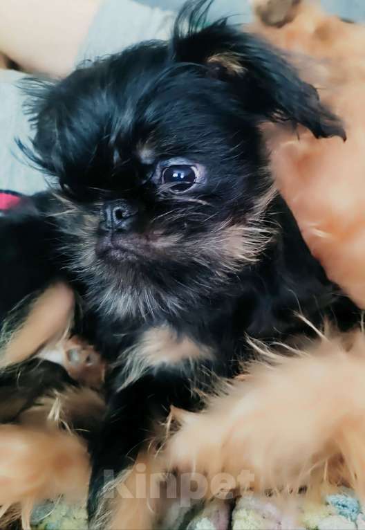 Собаки в Санкт-Петербурге: Гриффончик Мальчик, 50 000 руб. - фото 5