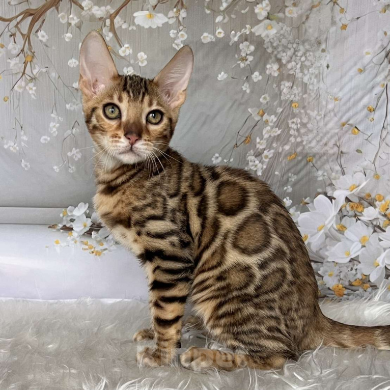 Кошки в Москве: Бенгальский котёнок  Мальчик, Бесплатно - фото 4
