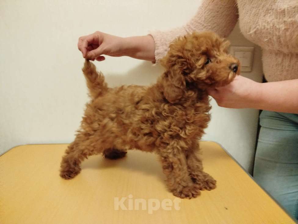 Собаки в Москве: Пудель щенок Девочка, 150 000 руб. - фото 2