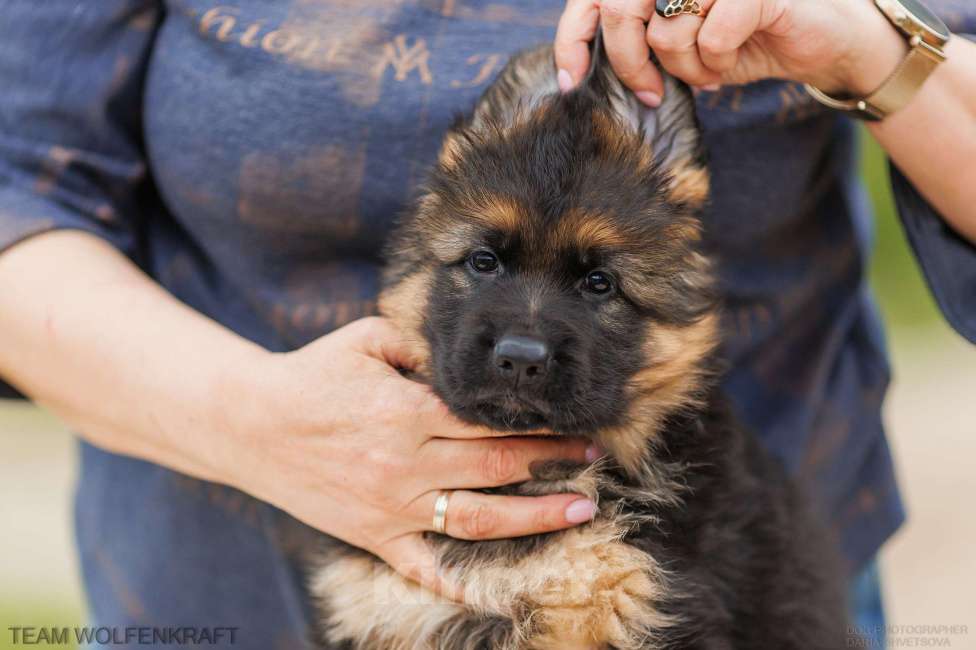 Собаки в Волгограде: Длинношерстная немецкая овчарка Разнополые, Бесплатно - фото 3