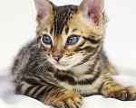 Кошки в Сочи: Бенгальский котик Мальчик, 40 000 руб. - фото 4
