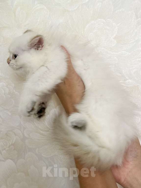 Кошки в Москве: Красавицы кошечки , снежное золото  Девочка, 22 000 руб. - фото 6