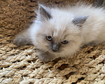 Кошки в Краснодаре: Игривый забияка Мальчик, Бесплатно - фото 1