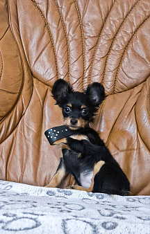 Девочка дш русского тоя