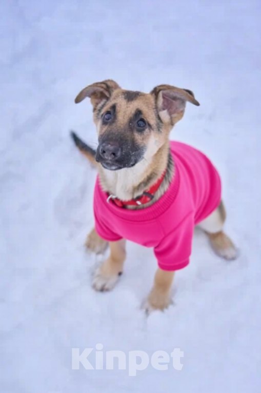 Собаки в Долгопрудном: щенок мини овчарка ищет дом Девочка, Бесплатно - фото 2